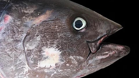Atlantic Bluefin Tuna