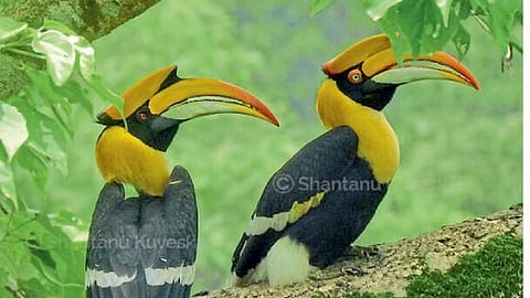 birds online Exhibition