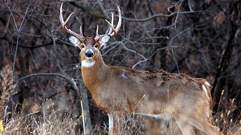 White Tailed Deer
