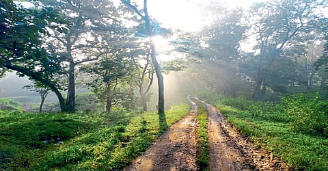 कोल्हापूर : चांदोलीत सव्वा महिन्यात तीन हजारांवर पर्यटक  