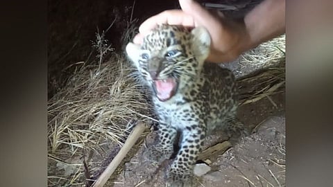 Narayangaon : 'ऊसाच्या शेताबाहेर मस्ती करत होते बिबट्याचे बछडे अन्...'