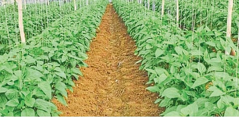 बागायतीने फुलविले प्रगतीचे मळे