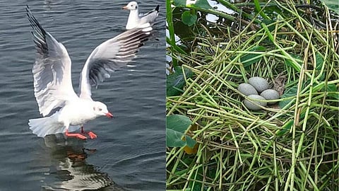 'परदेशी पाहुण्यांची' खुलेआम शिकार! यांचे रक्षण करणार कोण?