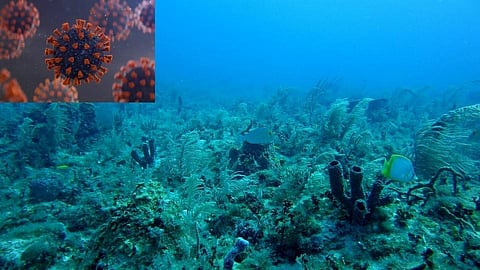 समुद्राच्या तळाशी सापडले कोरोनावर रामबाण औषध!