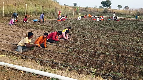 laborers for agriculture work