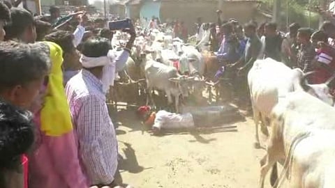 गुराख्याच्या अंगावरून धावला दीडशे गायींचा कळप अन्...