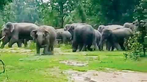 हत्तींचा कळप अर्जुनीच्या जंगलात; ११ घरांचे नुकसान