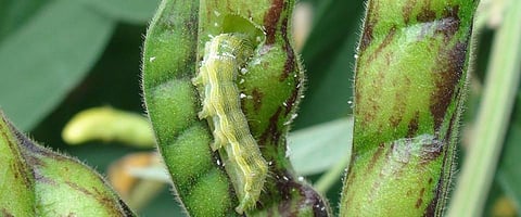 तूरीवरील शेंगा