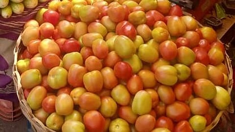 Nipani : लाल चिखल झालेल्या टोमॅटोला भाव