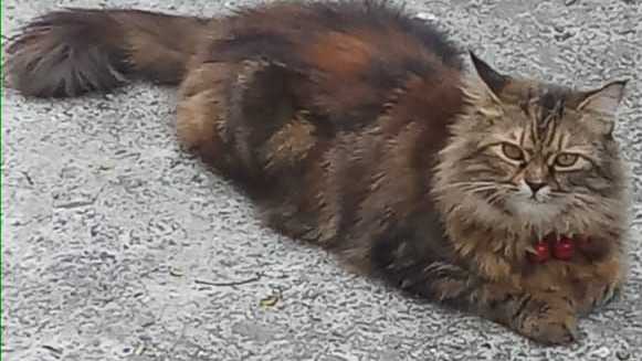 मुंबईत हरवलेली मांजर शोधून देणाऱ्यास १५ हजाराचे इनाम