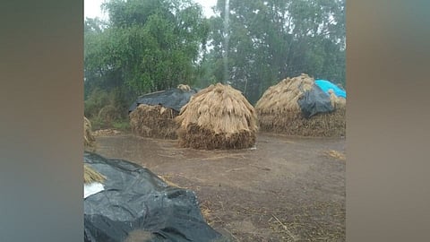 विक्रमगड तालुक्यात अवकाळी पावसाने शेतकऱ्यांची उडाली धांदल !