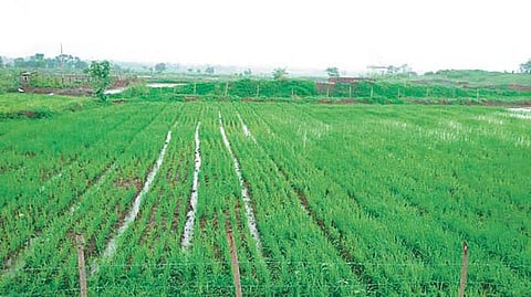 Pune : तुकडेबंदी कायद्याची होणार फेररचना