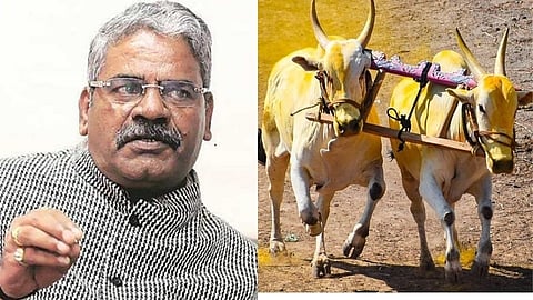 former mp adhalrao patil statement regarding permission for bullock cart races