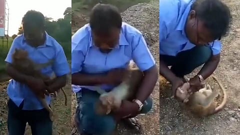 man saved the monkey