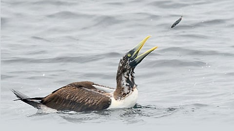 Masked booby bird