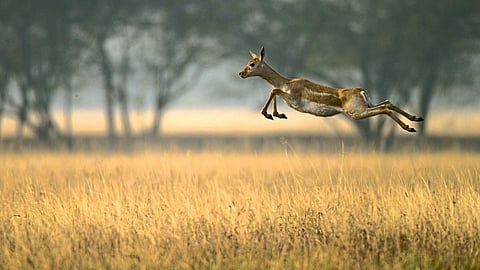 Tal Chhapar Wildlife Sanctuary Deer