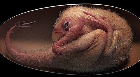 Baby Dinosaur Embryo Found In China