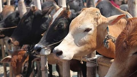 Nandurbar News : नवापूरात बंदिस्त 128 जनावरांची सुटका; जनावरांची गोशाळेत रवानगी