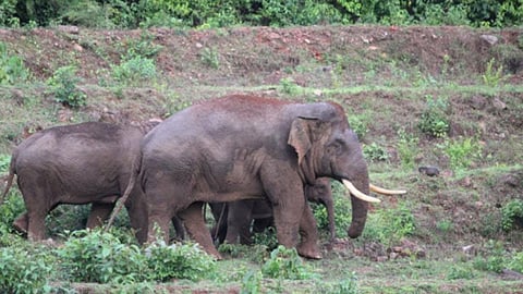 Elephant