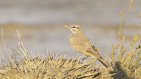 greater hoopoe lark