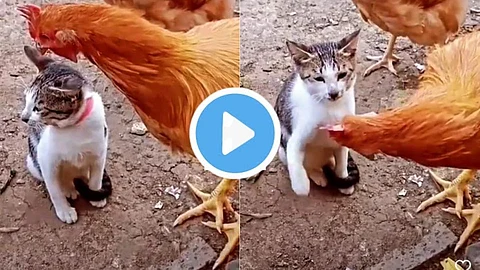 Cat and Hen