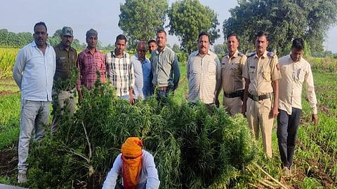 Ganja Trees Seized In Hingoli