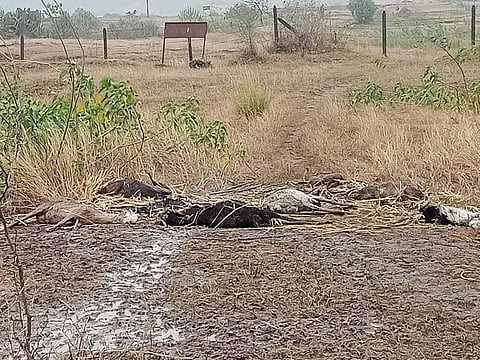 मावळात पावसाने गारठून एकोणपन्नास मेंढ्या मृत्यूमुखी अकरा जखमी.