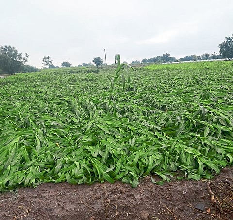 Solapur rains rainfall recorded three talukas