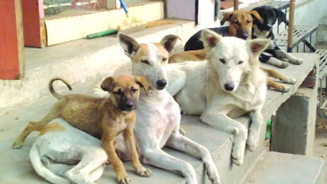 ‘श्वान निर्बीजीकरण’ महिन्यांपासून बंद