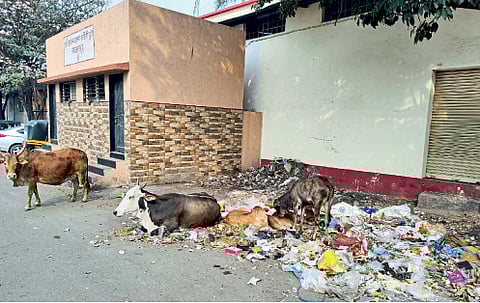 मार्केट यार्ड समस्यांच्या विळख्यात