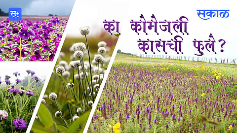 का कोमेजली कासची फुले?