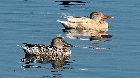 नाशिक : सायबेरियाच्या दुर्मिळ ल्युसिस्टिक थापट्याचे दर्शन