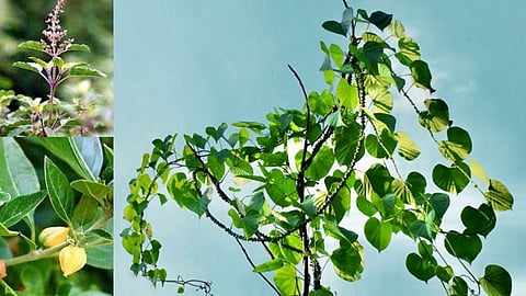 Ayurvedic herbs to boost immunity power to fight against viruses