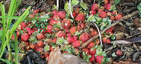 शेतकऱ्यांनी स्ट्रॉबेरी टाकली बांधावर