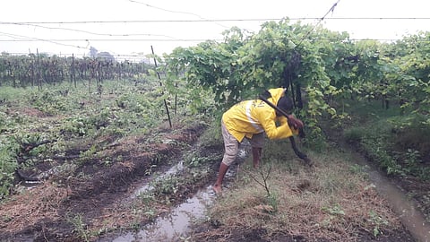 farmer destroyed the grape yard