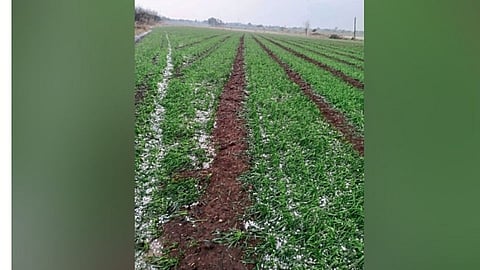 अकोला : गारपिटीने झोडपले; वीज कोसळल्याने एक ठार