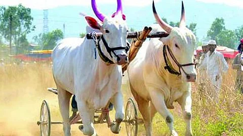 Bull race
