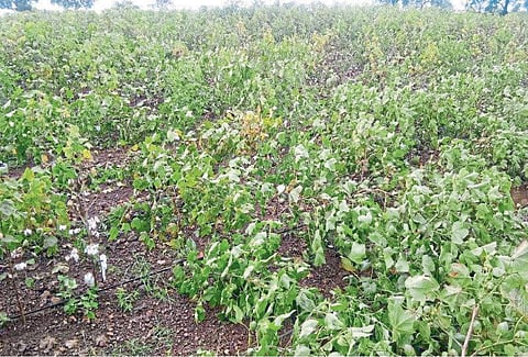 Bondali Cotton band In income Awesome Decrease