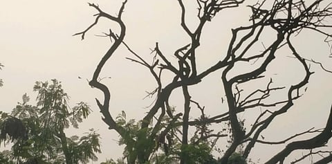 trees near IIT Bombay