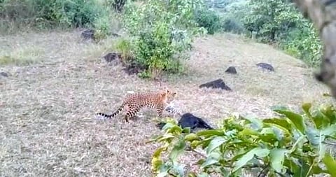 डोंगरातील वाटेवरच बिबट्याचा मुक्काम; शेतकरी चिंतेत