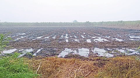 rain damage crops