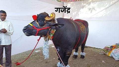 Gajendra Sangli