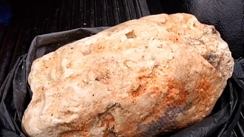 व्हेल माशाच्या उलटीच्या तस्करीमागे मोठे रॅकेट; पोलिसांना संशय