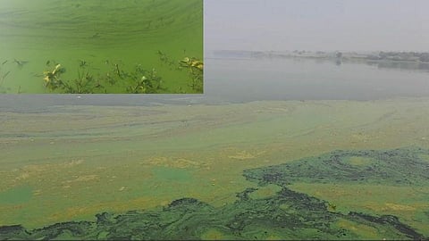 उजनी काठावर दुर्गंधी! सोलापूरसह अन्य शहरांना हिरवेगार दूषित पाणीपुरवठा