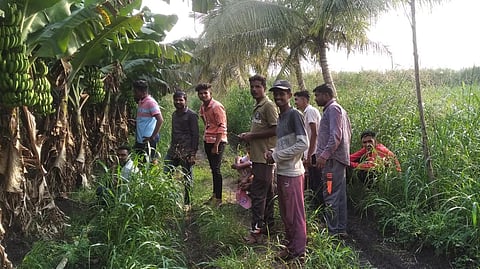 नानीबाई चिखलीतील केळीच्या बागेत 2 गवे दिसल्याने खळबळ
