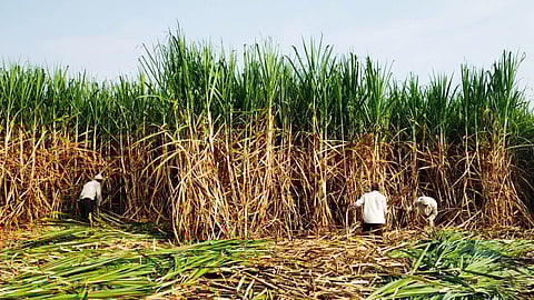 Sugarcane