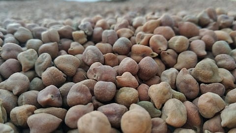 Farmers prefer NAFED for selling Cicers