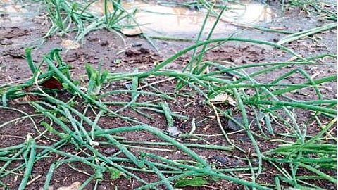 unseasonal rain file photo