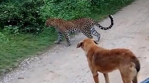 कुत्र्याने परतवला बिबट्याचा हल्ला!