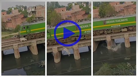 The train hits the cow calf